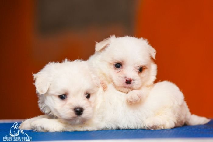 DogsIndia.com - Maltese - Candle Lights Kennel