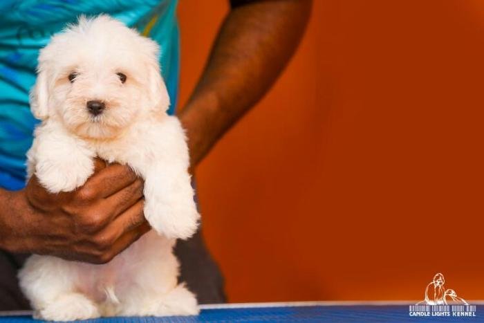 DogsIndia.com - Maltese - Candle Lights Kennel