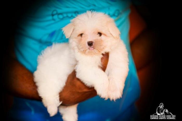 DogsIndia.com - Maltese - Candle Lights Kennel
