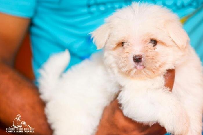 DogsIndia.com - Maltese - Candle Lights Kennel