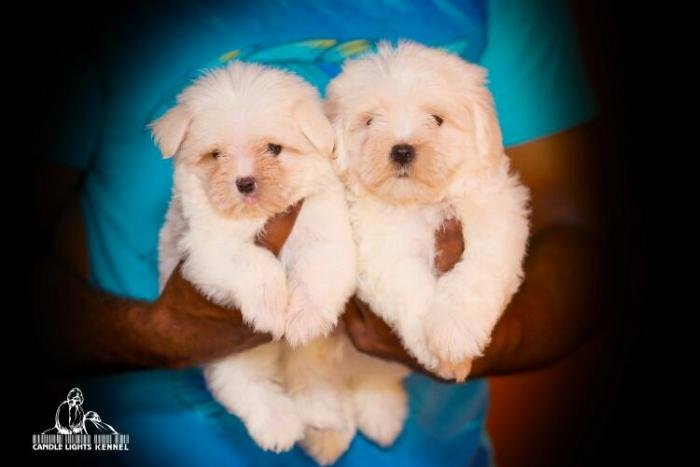 DogsIndia.com - Maltese - Candle Lights Kennel