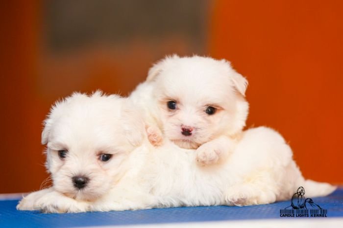DogsIndia.com - Maltese - Candle Lights Kennel