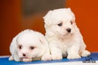 DogsIndia.com - Maltese - Candle Lights Kennel