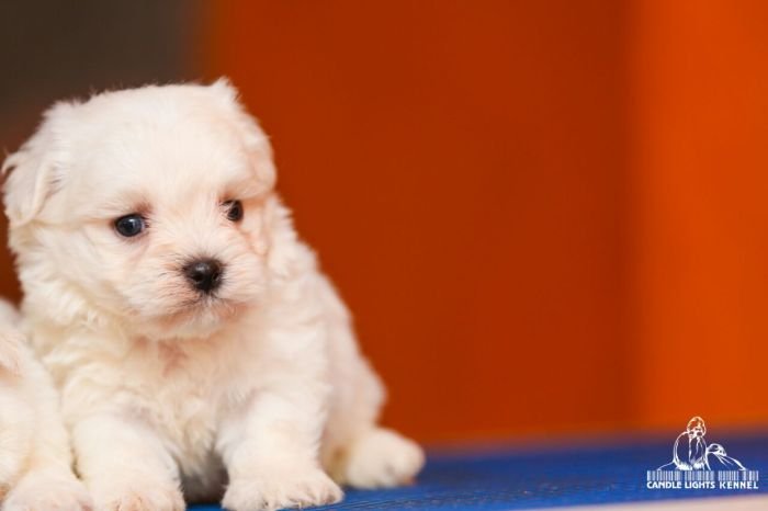 DogsIndia.com - Maltese - Candle Lights Kennel