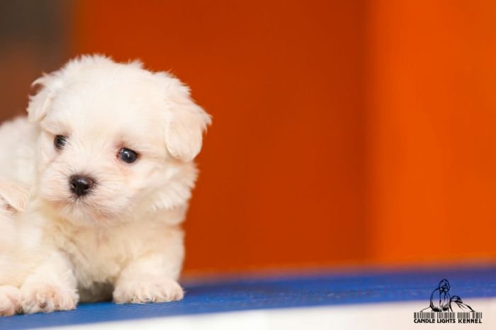 DogsIndia.com - Maltese - Candle Lights Kennel