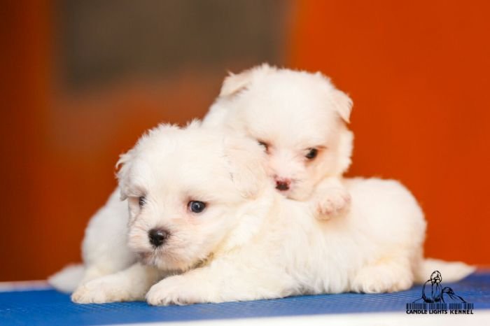 DogsIndia.com - Maltese - Candle Lights Kennel