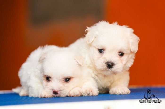 DogsIndia.com - Maltese - Candle Lights Kennel