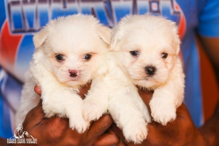 DogsIndia.com - Maltese - Candle Lights Kennel