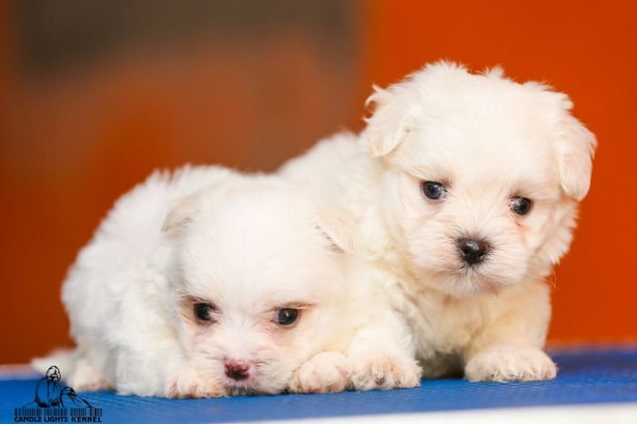 DogsIndia.com - Maltese - Candle Lights Kennel