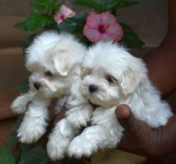 DogsIndia.com - Maltese Terrier - Derick