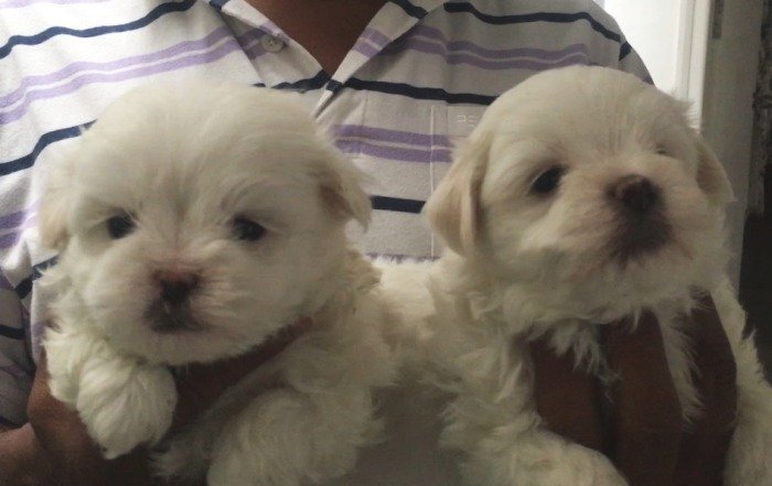 DogsIndia.com - Maltese - Sanrams