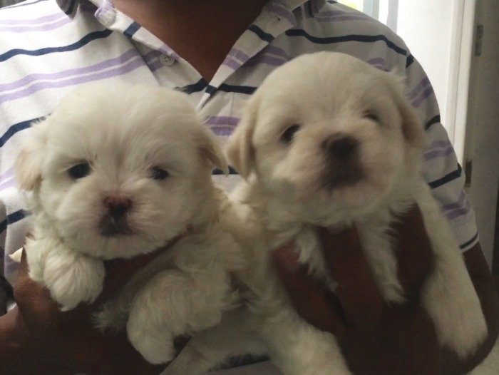 DogsIndia.com - Maltese - Sanrams