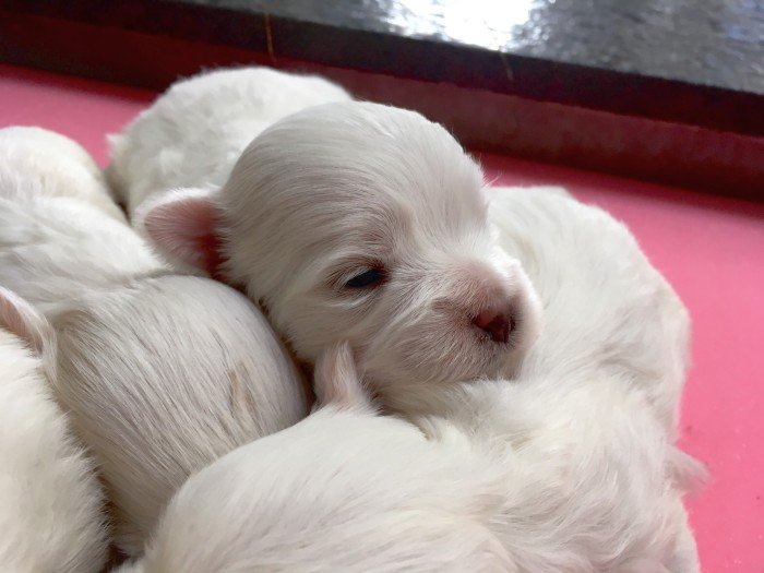 DogsIndia.com - Maltese - Sanrams 