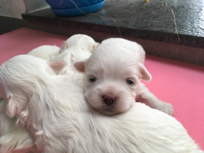 DogsIndia.com - Maltese - Sanrams 