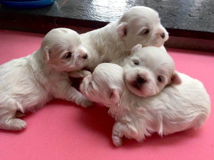 DogsIndia.com - Maltese - Sanrams 