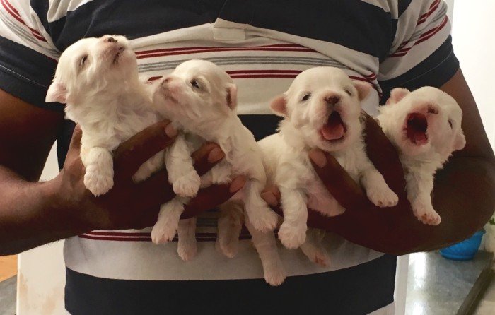 DogsIndia.com - Maltese - Sanrams 
