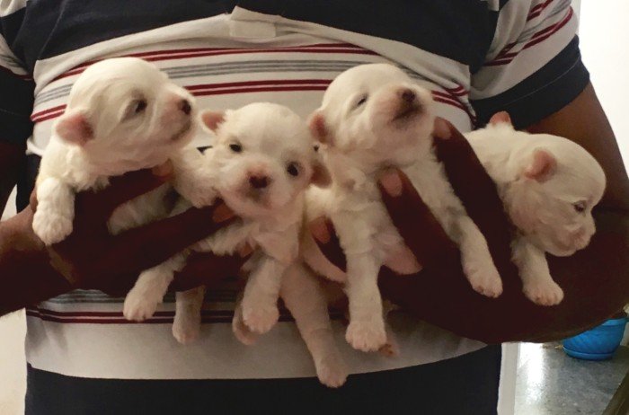 DogsIndia.com - Maltese - Sanrams 