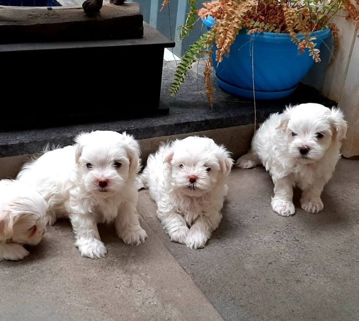 DogsIndia.com - Maltese - Sanrams