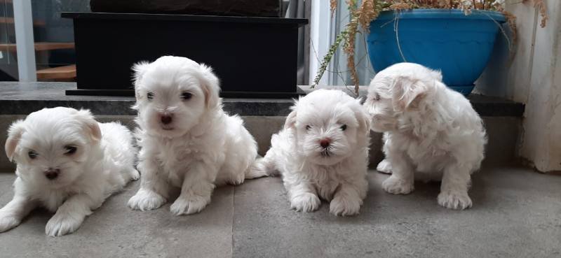 DogsIndia.com - Maltese - Sanrams