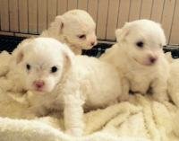 DogsIndia.com - Maltese - Sanrams Kennel