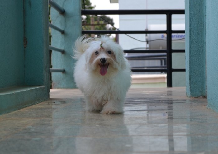 DogsIndia.com - Maltese - Santosh Kumar Rai