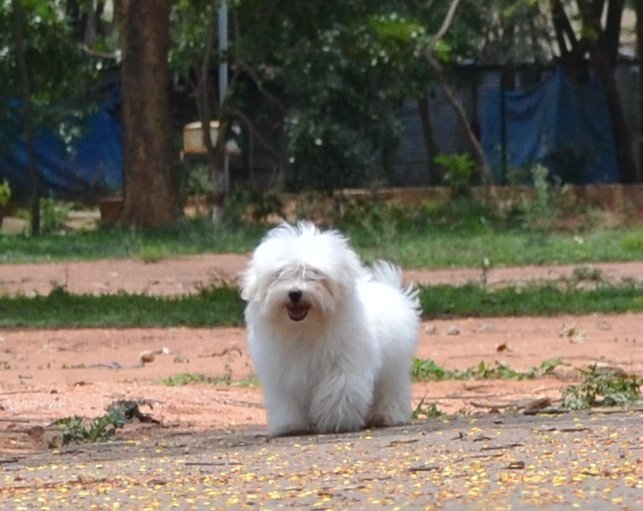 DogsIndia.com - Maltese - Santosh Kumar Rai