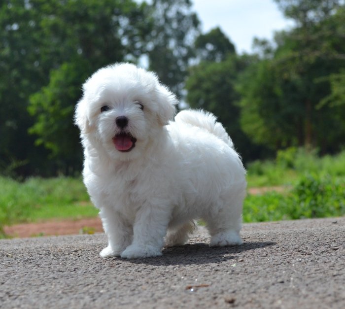 DogsIndia.com - Maltese - Santosh Kumar Rai