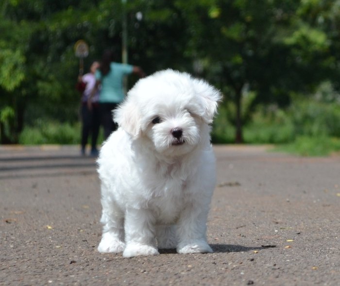 DogsIndia.com - Maltese - Santosh Kumar Rai