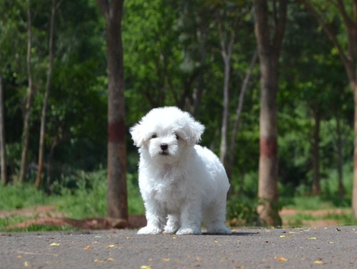 DogsIndia.com - Maltese - Santosh Kumar Rai