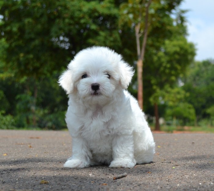 DogsIndia.com - Maltese - Santosh Kumar Rai