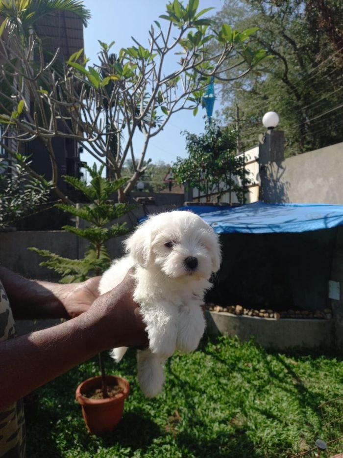 DogsIndia.com - Maltese Terrier - Derick
