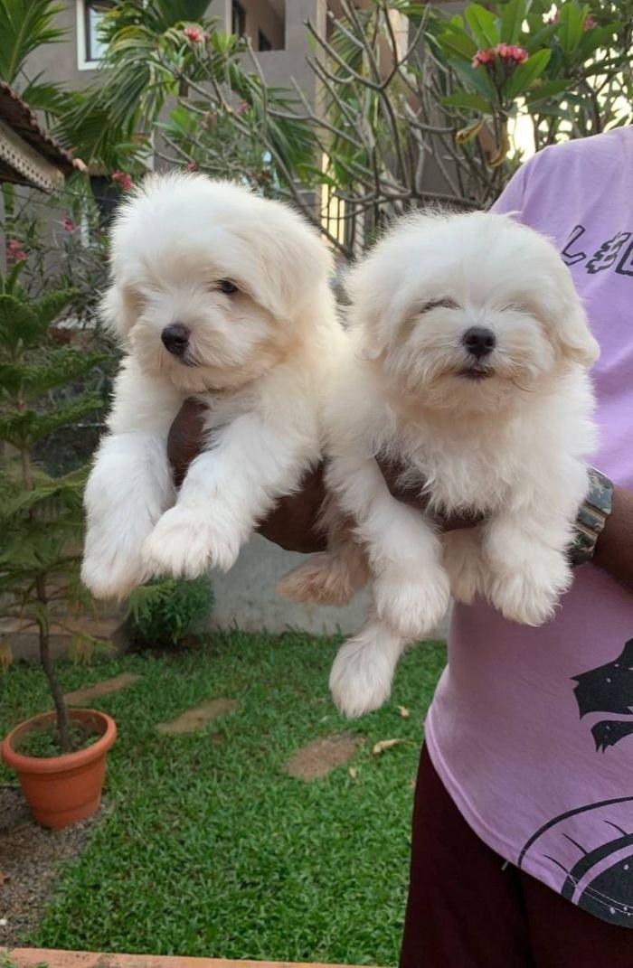 DogsIndia.com - Maltese Terrier - Derick
