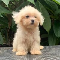 DogsIndia.com - Maltese Terrier - Derick