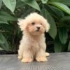 DogsIndia.com - Maltese Terrier - Derick