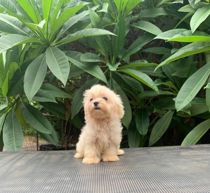 DogsIndia.com - Maltese Terrier - Derick