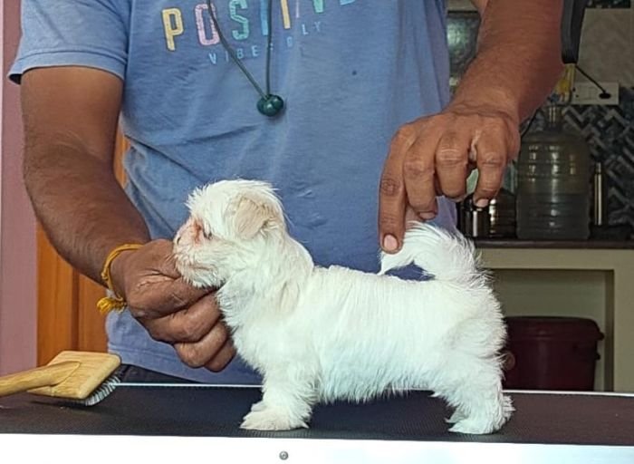 DogsIndia.com - Maltese - Vikram Shreyas