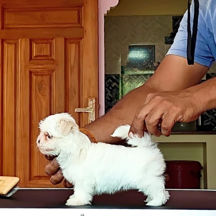 DogsIndia.com - Maltese - Vikram Shreyas