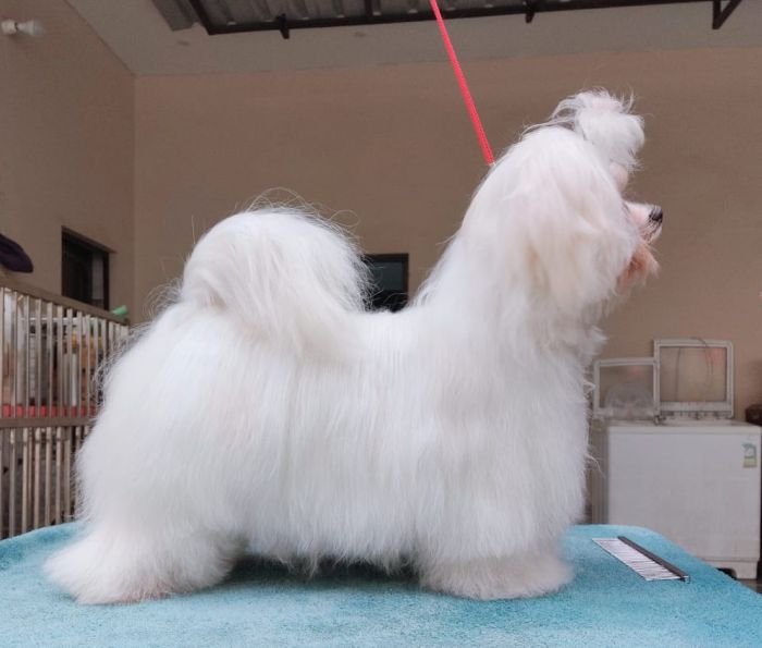DogsIndia.com - Maltese - Vikram Shreyas