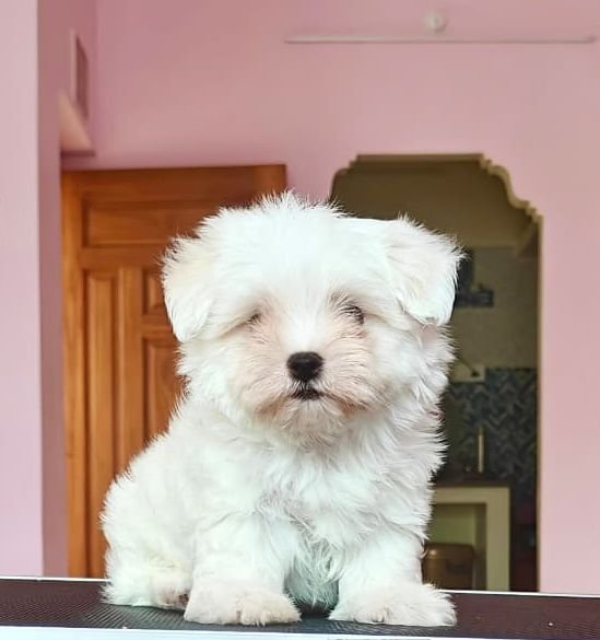 DogsIndia.com - Maltese - Vikram Shreyas