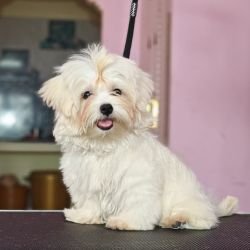 DogsIndia.com - Maltese - Vikram Shreyas