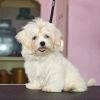 DogsIndia.com - Maltese - Vikram Shreyas