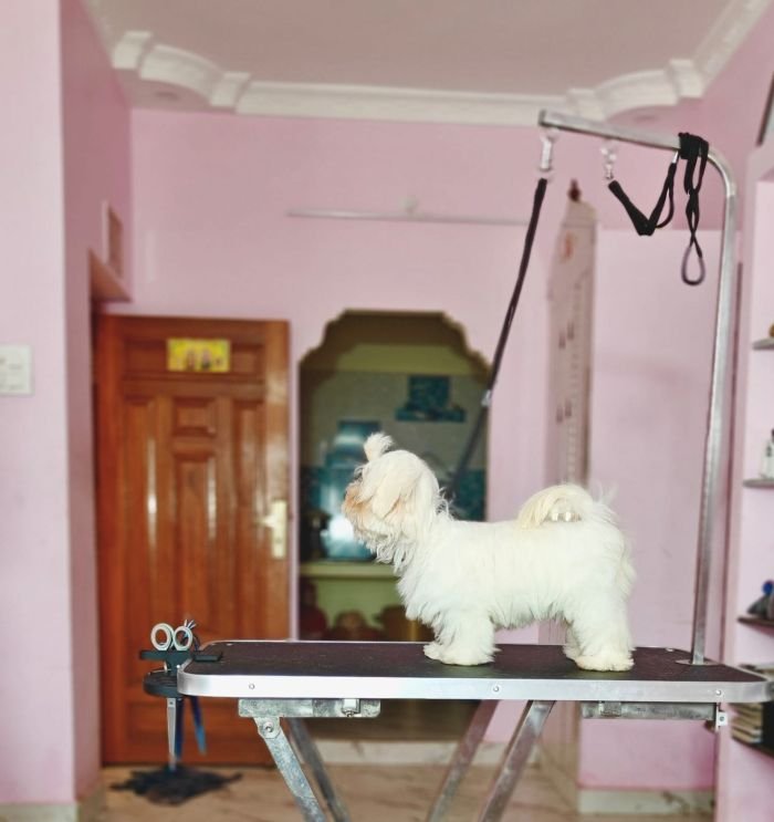 DogsIndia.com - Maltese - Vikram Shreyas