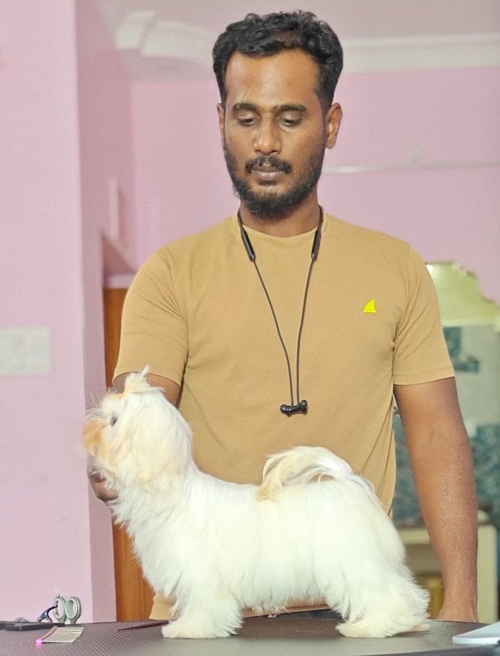 DogsIndia.com - Maltese - Vikram Shreyas