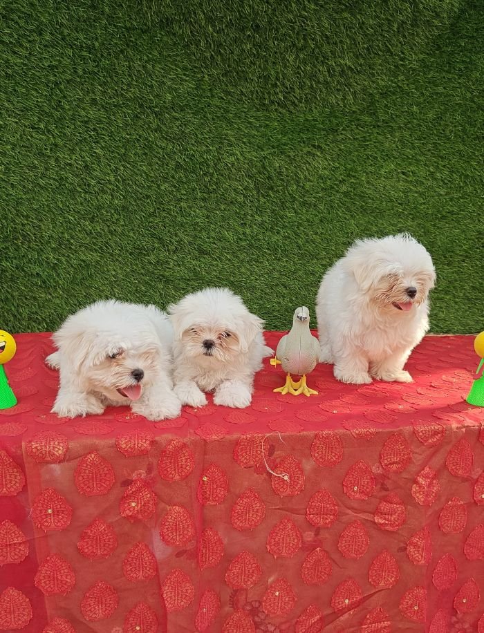 DogsIndia.com - Maltese - Strongties Kennels