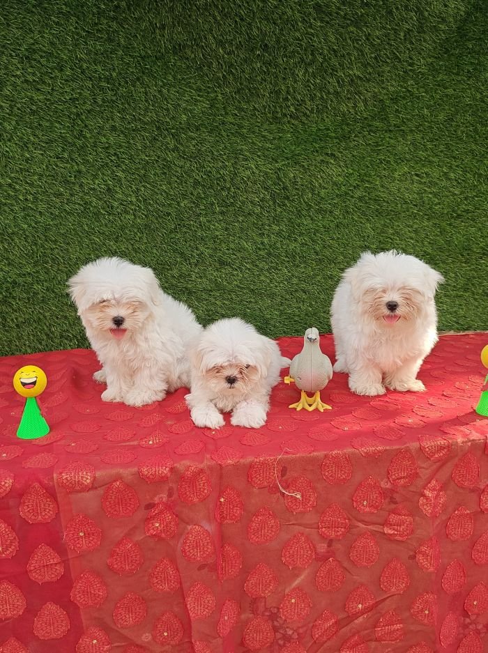 DogsIndia.com - Maltese - Strongties Kennels