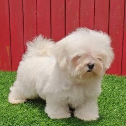 DogsIndia.com - Maltese - Strongties Kennels