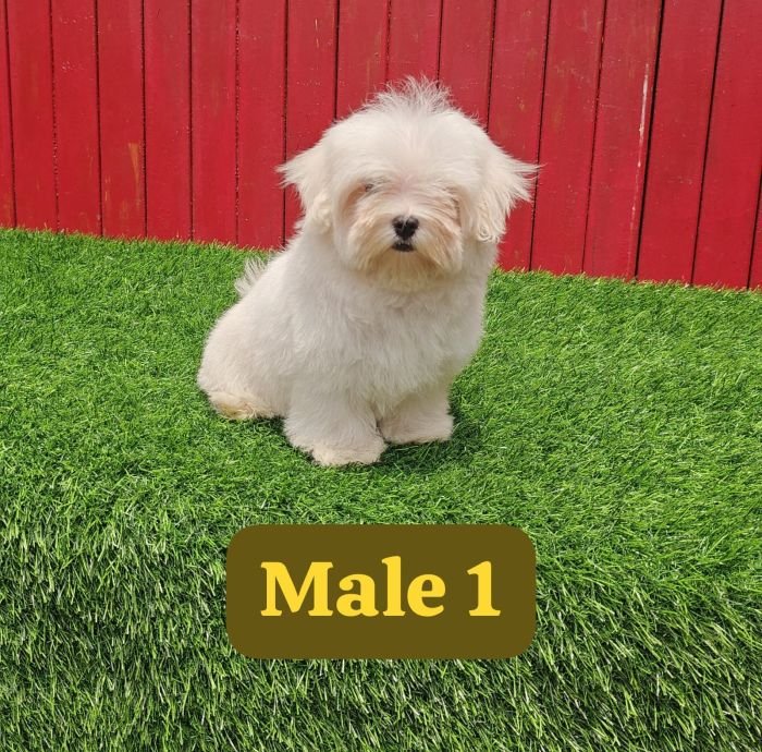 DogsIndia.com - Maltese - Strongties Kennels