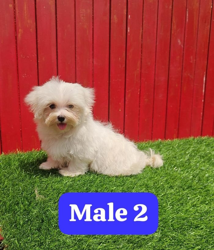 DogsIndia.com - Maltese - Strongties Kennels