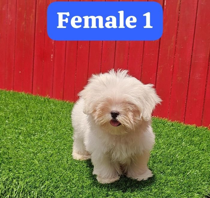 DogsIndia.com - Maltese - Strongties Kennels