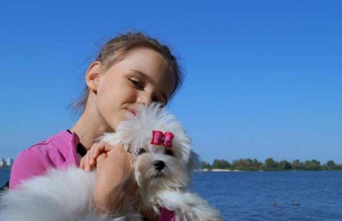 DogsIndia.com - Maltese - Voyagerz